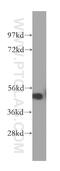 Repulsive Guidance Molecule BMP Co-Receptor A antibody, 12387-1-AP, Proteintech Group, Western Blot image 