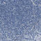 Aconitase 1 antibody, HPA019371, Atlas Antibodies, Immunohistochemistry frozen image 