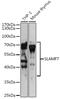 CRACC antibody, GTX32876, GeneTex, Western Blot image 