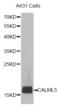 Calmodulin Like 5 antibody, abx003603, Abbexa, Western Blot image 