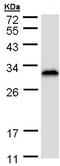 RAN Binding Protein 1 antibody, ab97659, Abcam, Western Blot image 