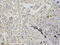 Adenosylhomocysteinase antibody, LS-C333964, Lifespan Biosciences, Immunohistochemistry frozen image 