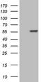 NFS1 Cysteine Desulfurase antibody, NBP2-46161, Novus Biologicals, Western Blot image 