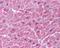 Nucleolar Protein 3 antibody, NBP2-41753, Novus Biologicals, Immunohistochemistry frozen image 