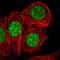 Surfeit 2 antibody, NBP2-56730, Novus Biologicals, Immunofluorescence image 