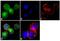 C-X-C Motif Chemokine Receptor 3 antibody, 702228, Invitrogen Antibodies, Immunofluorescence image 