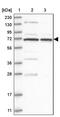 Crystallin Beta-Gamma Domain Containing 2 antibody, PA5-56214, Invitrogen Antibodies, Western Blot image 