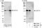 CAP-Gly Domain Containing Linker Protein 2 antibody, NBP1-78744, Novus Biologicals, Western Blot image 
