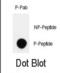 Homeodomain Interacting Protein Kinase 2 antibody, abx032052, Abbexa, Dot Blot image 