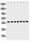 Aryl Hydrocarbon Receptor Interacting Protein antibody, PB9042, Boster Biological Technology, Western Blot image 