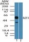 IKAROS Family Zinc Finger 3 antibody, TA336985, Origene, Western Blot image 