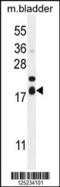 Family With Sequence Similarity 162 Member A antibody, 55-543, ProSci, Western Blot image 