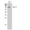 CAMP Regulated Phosphoprotein 21 antibody, LS-C382133, Lifespan Biosciences, Western Blot image 