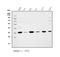 Peptidylprolyl Isomerase E antibody, A08021-1, Boster Biological Technology, Western Blot image 