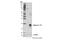 Interleukin 17F antibody, 13186S, Cell Signaling Technology, Western Blot image 