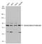 THO Complex 1 antibody, GTX102919, GeneTex, Western Blot image 