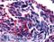 G Protein-Coupled Receptor 101 antibody, LS-A1836, Lifespan Biosciences, Immunohistochemistry frozen image 