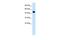 Ephrin B2 antibody, PA5-40412, Invitrogen Antibodies, Western Blot image 