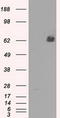 Leukotriene A4 Hydrolase antibody, LS-C114759, Lifespan Biosciences, Western Blot image 