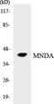 Myeloid Cell Nuclear Differentiation Antigen antibody, LS-C292187, Lifespan Biosciences, Western Blot image 