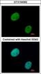 GLI Family Zinc Finger 3 antibody, GTX104362, GeneTex, Immunofluorescence image 