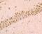 Synuclein Alpha antibody, NBP2-75409, Novus Biologicals, Immunohistochemistry paraffin image 