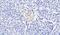 Cholecystokinin B Receptor antibody, PA5-18384, Invitrogen Antibodies, Immunohistochemistry frozen image 