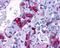 PACAP Receptor Type 1 antibody, orb85927, Biorbyt, Immunohistochemistry paraffin image 