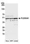 Pleckstrin Homology Domain Containing A1 antibody, A305-233A, Bethyl Labs, Western Blot image 