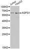 ArfGAP With FG Repeats 1 antibody, LS-C748547, Lifespan Biosciences, Western Blot image 