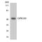 G Protein-Coupled Receptor 180 antibody, LS-C292023, Lifespan Biosciences, Western Blot image 