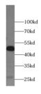 Antizyme Inhibitor 1 antibody, FNab00450, FineTest, Western Blot image 