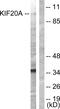 Kinesin Family Member 20A antibody, PA5-38648, Invitrogen Antibodies, Western Blot image 