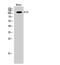 Erythrocyte Membrane Protein Band 4.1 Like 2 antibody, A03718, Boster Biological Technology, Western Blot image 