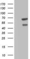 CASP8 And FADD Like Apoptosis Regulator antibody, LS-C339236, Lifespan Biosciences, Western Blot image 