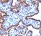 Mastermind Like Transcriptional Coactivator 3 antibody, V7233-20UG, NSJ Bioreagents, Immunohistochemistry frozen image 