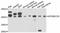 Apolipoprotein B MRNA Editing Enzyme Catalytic Subunit 3D antibody, A11648, ABclonal Technology, Western Blot image 
