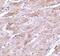 Transient Receptor Potential Cation Channel Subfamily C Member 3 antibody, NBP1-76722, Novus Biologicals, Immunohistochemistry paraffin image 