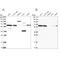 NEDD8 Activating Enzyme E1 Subunit 1 antibody, NBP1-92163, Novus Biologicals, Western Blot image 