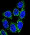 MutY DNA Glycosylase antibody, LS-C164686, Lifespan Biosciences, Immunofluorescence image 