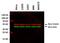 Tubulin antibody, MA5-16308-A555, Invitrogen Antibodies, Western Blot image 