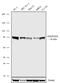 Gephyrin antibody, 720218, Invitrogen Antibodies, Western Blot image 