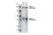 Nuclear Receptor Binding SET Domain Protein 3 antibody, 92056S, Cell Signaling Technology, Western Blot image 