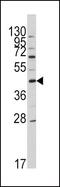 Apolipoprotein A5 antibody, PA5-14308, Invitrogen Antibodies, Western Blot image 