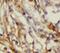 Glucose-6-Phosphate Isomerase antibody, FNab03582, FineTest, Immunohistochemistry paraffin image 