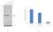 FKBP Prolyl Isomerase 5 antibody, 711292, Invitrogen Antibodies, Western Blot image 