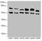 Ephrin B2 antibody, LS-C675707, Lifespan Biosciences, Western Blot image 