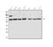 SUMO Specific Peptidase 1 antibody, A02156-3, Boster Biological Technology, Western Blot image 