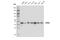 Inositol Hexakisphosphate Kinase 3 antibody, 54322S, Cell Signaling Technology, Western Blot image 