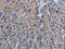 cAMP-specific 3 ,5 -cyclic phosphodiesterase 4D antibody, CSB-PA309418, Cusabio, Immunohistochemistry paraffin image 